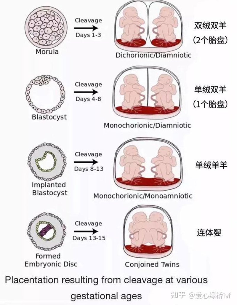 在辅助生殖技术日益发展的今天，选择一家合适的供卵试管机构显得尤为重要。本文将通过具体案例和数据对比两家知名供卵试管机构——“希望之光”与“生命之源”，帮助准爸妈们做出明智的选择。